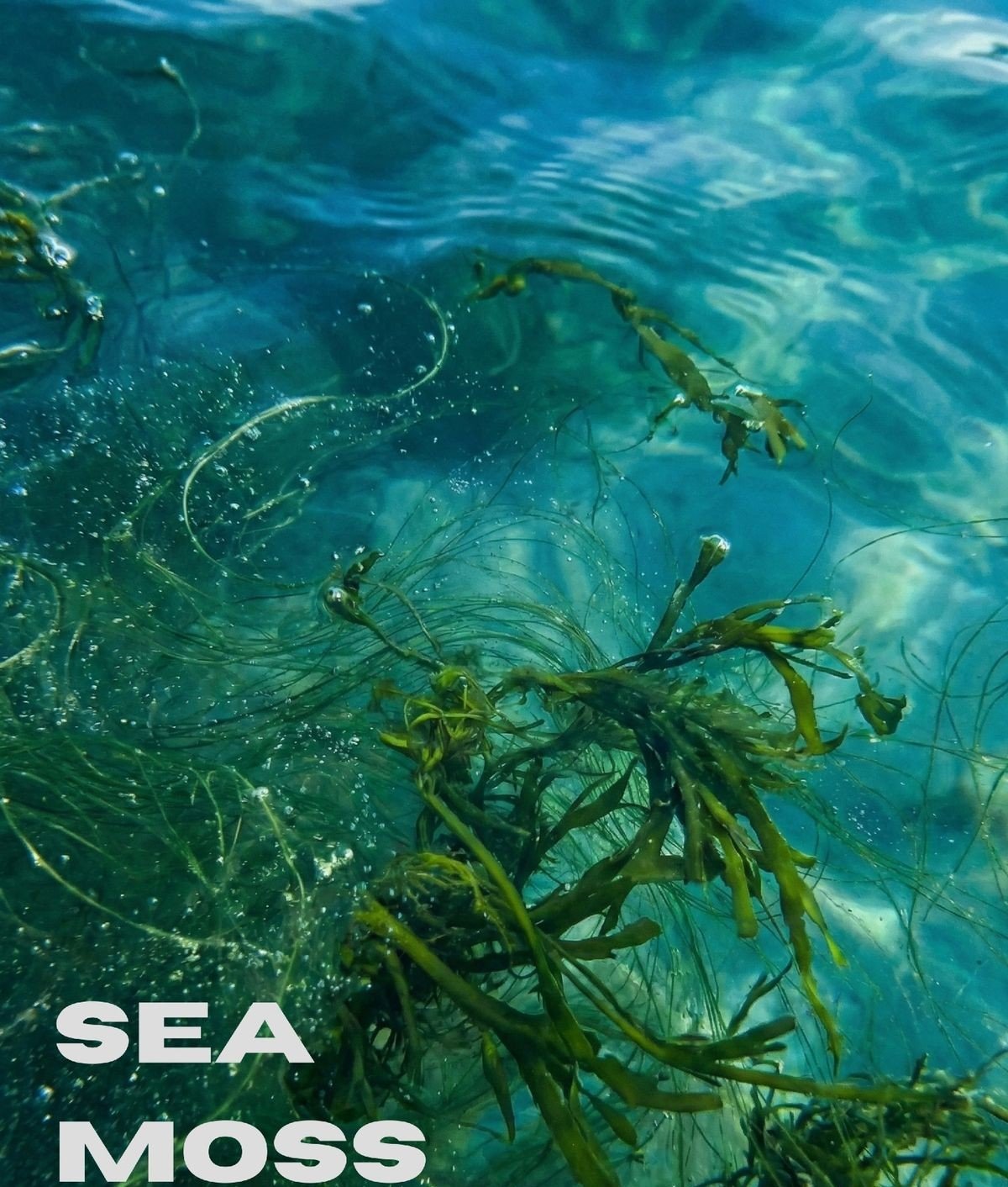 Union Island Sea Moss Origin